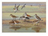 A Painting of Several Species of Sandpiper