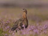 Red grouse standing on alert in moorland