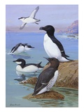 A Painting of Razor-Billed Auks and Murres