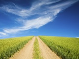 Country Back Road Through Spring Wheat Fields