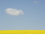 Wiltshire landscape