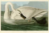 Trumpeter Swan