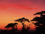 USA  California  Carmel  Highway 1 on Coast  Pebble Beach  Juniper Trees at Sunset