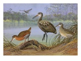A Painting of a Limpkin  a King Rail  and a Clapper Rail