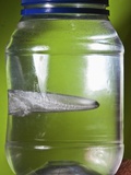Water Figure