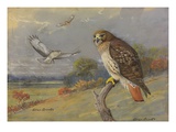 A Painting of an Adult and Two Immature Red-Tailed Hawks
