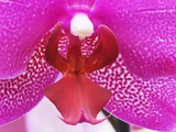 Moth orchid