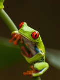 Red-Eyed Tree Frog in Costa Rica