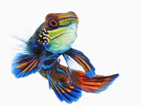 Mandarinfish