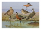 A Painting of Several Species of Curlew and Godwit