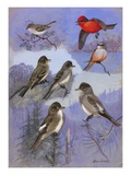 A Painting of Flycatchers and Wood-Pewees Perching and Flying