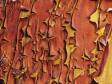 Arbutus Tree  Bark Pattern  British Columbia  Canada