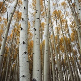 Grove of Coloful Aspens in Fall
