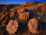 Petrified Forest