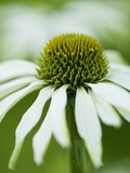 Echinacea flower