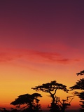 USA  California  Carmel  Highway 1 on Coast  Pebble Beach  Juniper Trees at Sunset