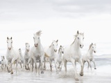White horses on the beach