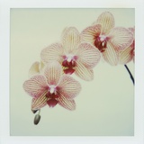 Balkan Kaleidoscope Orchid