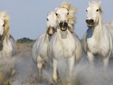 Camargue horses running in marsh