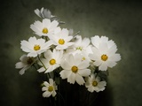 Close-up of a cosmos