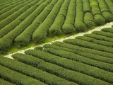 China  Fujian Province  Unesco World Heritage Site Wuyi Mountain  Tea garden