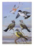 A Painting of Several Kingbirds and a Scissor-Tailed Flycatcher