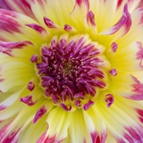 Yellow and red speckled dahlia