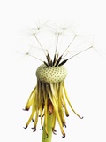 Dead dandelion head