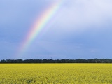 Rainbow and Canola  Morris  Manitoba  Canada