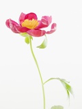 Close up of flower