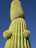 Saguaro Cactus in Tinajas Altas Mountains