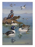 A Painting of Two Species of Golden-Eye and Buffleheads