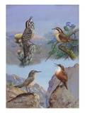 A Painting of Several Wren Species