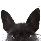 Scottish terrier