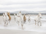 Horses on the Beach