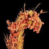 Leg of a bee with pollen