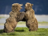 Grizzly Bears Sparring at Hallo Bay in Katmai National Park