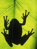 Silhouette of an Eastern Tree Frog (hyla Versicolor) Clinging to a Leaf  Walden  Ontario  Canada