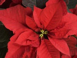 Closeup of poinsettia flower