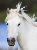 Camargue horse