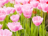 Pink tulips