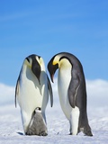 Emperor penguins