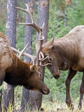 Two Male Elk (Cervus Canadensis) Clash Antlers in a Fight for Dominance and the Right to Mate Durin