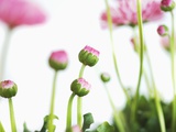 Daisies