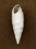White Cerithium Shell