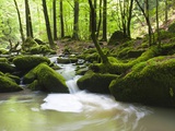 Moss covered rocks in Monbach Creek in the Black Forest