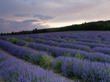 Lavender Field at Sunset