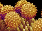 Pollen on pistel of Morning glory