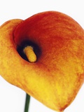 Calla lily