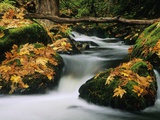 Goldstream Creek  Goldstream Creek Provincial Park  Vancouver Island  British Columbia  Canada